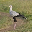 Kea - Masai Mara - Hadilov psa (Sagittarius serpentarius)