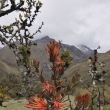 Peru - NP Huascaran - Tristerix longebracteatus