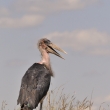 Marabu africk (Leptoptilos crumeniferus)