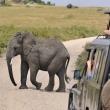 Tanznie - NP Serengeti - Slon africk (Loxodonta africana)