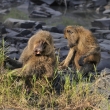 Tanznie - NP Serengeti - Pavin anubi (Papio anubis)