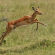 Kea - NP Nakuru - Impala (Aepyceros melampus)