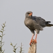 Tanznie - NP Serengeti - Jestb kukakovit (Melierax canorus)