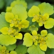 Mokr stdavolist (Chrysosplenium alternifolium)