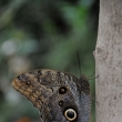 Caligo sp. - ZOO Amsterdam