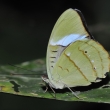 Peru - NP Manu - motl (Nessaea obrinus)