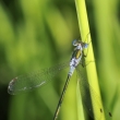 dlatka pskovan (Lestes sponsa)