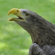 orel mosk (Haliaeetus albicilla)