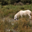 Francie - Camargue