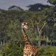 Naivasha - Crescend Island - irafa masajsk (Giraffa camelopardalis tippelskirchi)