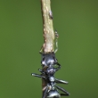 Peru - NR Pacaya Samiria - mravenec