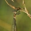 dlatka tmav (Lestes dryas)