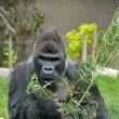 Gorila ninn - ZOO Amsterdam