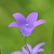 zvonek rozkladit (Campanula patula)