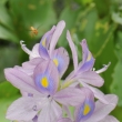 Peru - NR Pacaya Samiria - Tokozelka vodn hyacint (Eichhornia crassipes)
