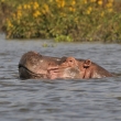 Kea - Naivasha - Hroch obojiveln (Hippopotamus amphibius)