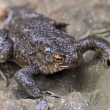 ropucha obecn (Bufo bufo)