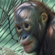 ZOO st nad Labem - Orangutan bornejsk