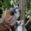 Lemur kata - ZOO Praha