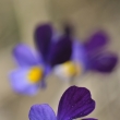 Violka (maceka) trojbarevn (Viola tricolor)
