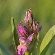 prstnatec bezov (Dactylorhiza sambucina)