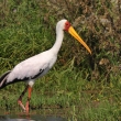 Kea - Naivasha - Nesyt africk (Mycteria ibis)