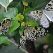 Idea leuconoe - ZOO Amsterdam