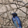 Tanznie - NP Serengeti - Leskoptev ndhern (tbarv) (Lamprotornis superbus)