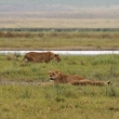 Tanznie - Ngorongoro - Lev pustinn (Panthera leo)