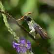 Peru - NP Manu - kolibk dlouhochocholat (Lophornis delattrei)