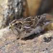 strnad severn (Calcarius lapponicus) - samice