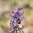 dymnivka dut (Corydalis cava)