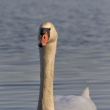 Labu velk (Cygnus olor)