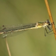 dlatka tmav (Lestes dryas)