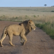 Kea - Masai Mara - Lev pustinn (Panthera leo)
