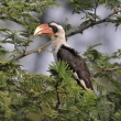 Tanznie - NP Serengeti - Zoboroec Deckenv (Tockus deckeni)