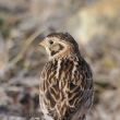 strnad severn (Calcarius lapponicus) - samice