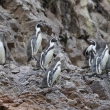 Peru - Nrodn rezervace Ballestsk ostrovy - tuk humboldtv (Spheniscus humboldti)