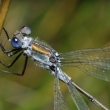 dlatka pskovan (Common Spreadwing)