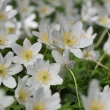 Sasanka hajn (Anemone nemorosa)