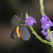 Peru - NP Manu - motl