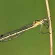 dlatka tmav (Lestes dryas)