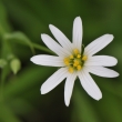 Ptainec velkokvt (Stellaria holostea)