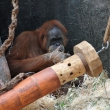 Orangutan sumatersk - ZOO Praha