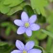 jaternk podka (Hepatica nobilis)