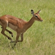 Kea - NP Nakuru - Impala (Aepyceros melampus)