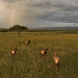 Kea - Masai Mara - Buvolec modr (Damaliscus lunatus)
