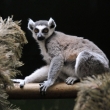 Lemur kata - ZOO st nad Labem