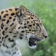 ZOO s nad Labem - levhart mandusk (Panthera pardus orientalis)