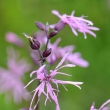 kohoutek lun (Lychnis flos-cuculi)